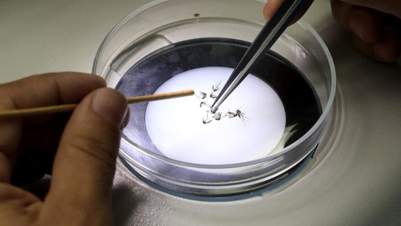 C’è un gene tutto sardo che protegge dalla malaria: la scoperta di Cnr e università di Sassari