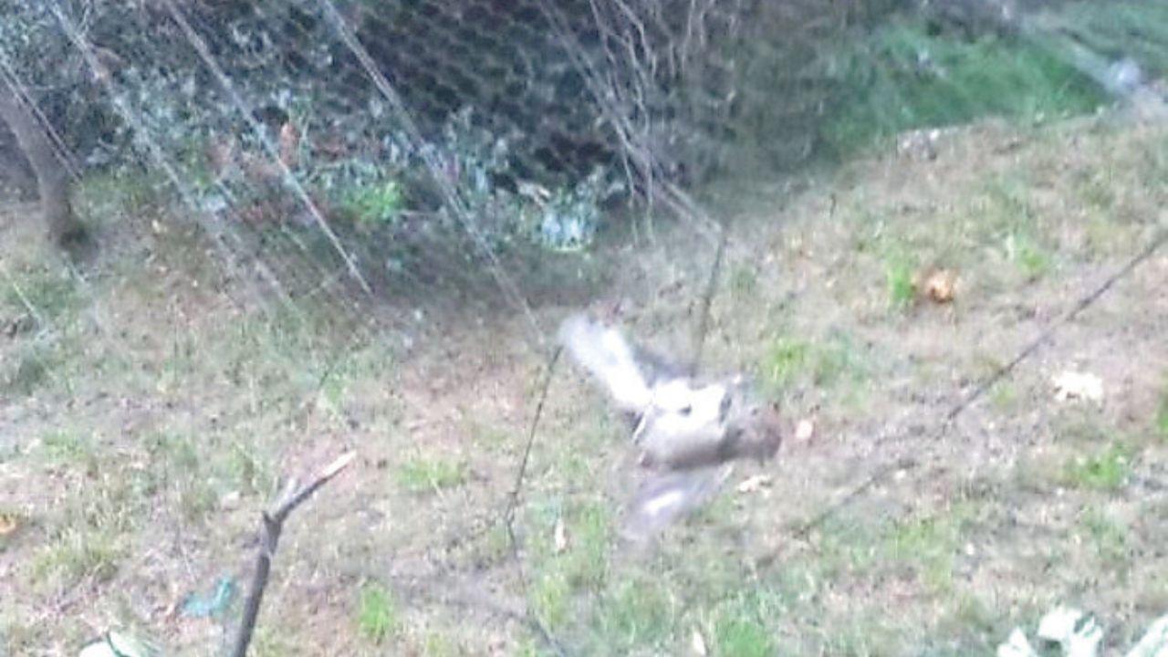 Una rete per l’uccellagione: era il sistema usato dal 79enne per catturare gli uccelli insieme ai richiami acustici