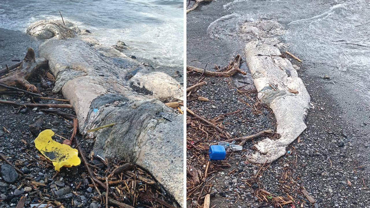 Castiglioncello, trovata carcassa di capodoglio sulla spiaggia di Santa Lucia