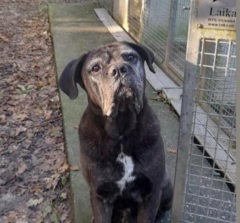 La gestione comportamentale del cucciolo, a Livorno 4 incontri  sulla relazione uomo-cane