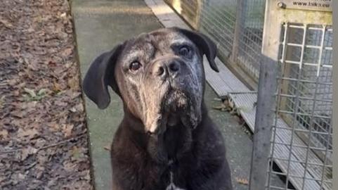 La gestione comportamentale del cucciolo, a Livorno 4 incontri sulla relazione uomo-cane