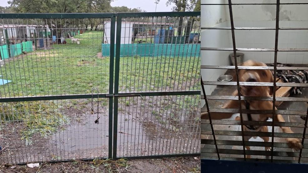 Il canile è chiuso e sprofonda nel degrado: i volontari fondano un’associazione per salvarlo