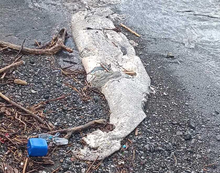 
	La carcassa del capodoglio sulla spiaggia di Santa Lucia a Castiglioncello

