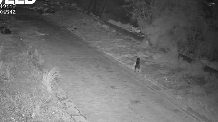 Addestra il cane ad abbandonare i sacchetti dei rifiuti in strada: incastrato dalle telecamere – VIDEO