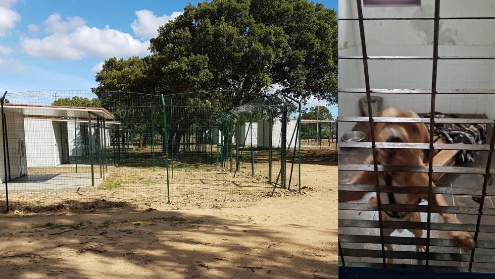 Canile nel degrado, il sindaco apre ai volontari che vogliono salvare la struttura