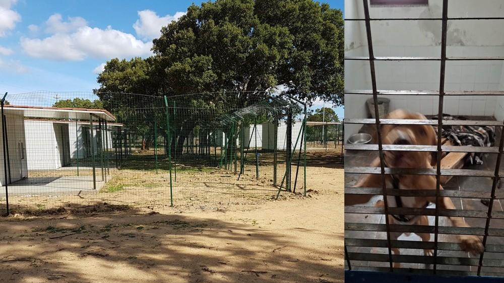 Canile nel degrado, il sindaco apre ai volontari che vogliono salvare la struttura