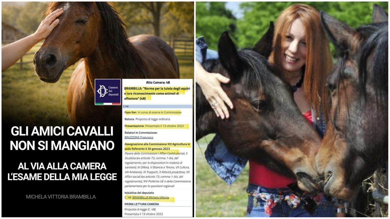 Cavalli come animali di affezione, macellai equini di Modena contro la proposta di legge Brambilla