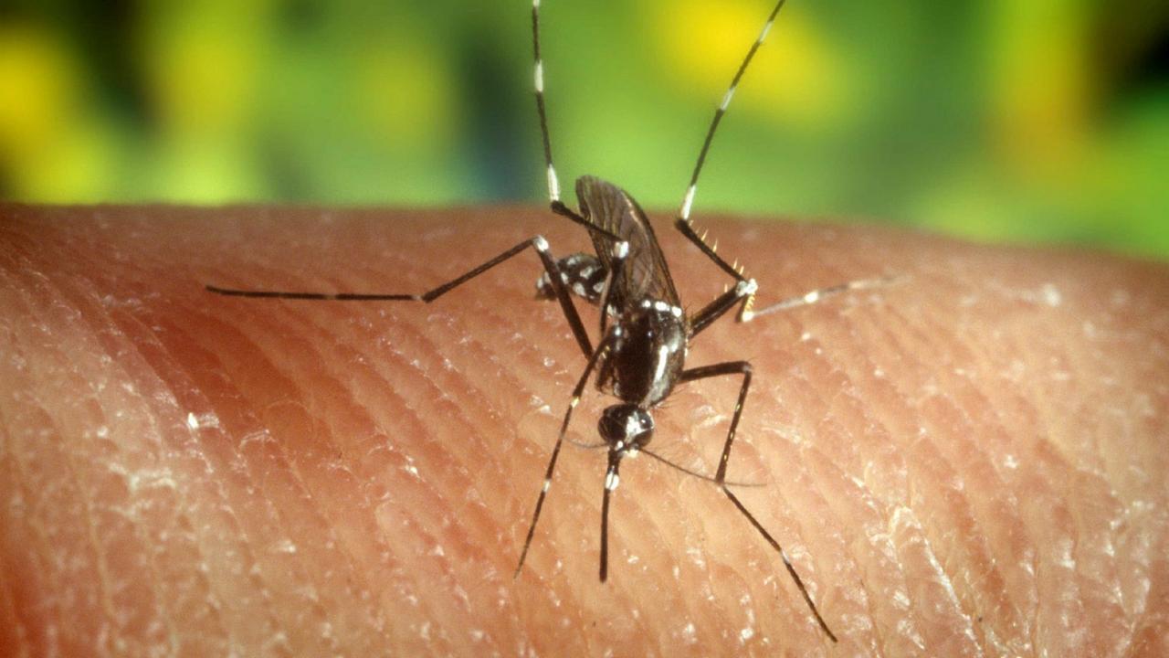 Malaria, dodicenne ricoverata dopo il rientro dall’Africa: cosa sappiamo