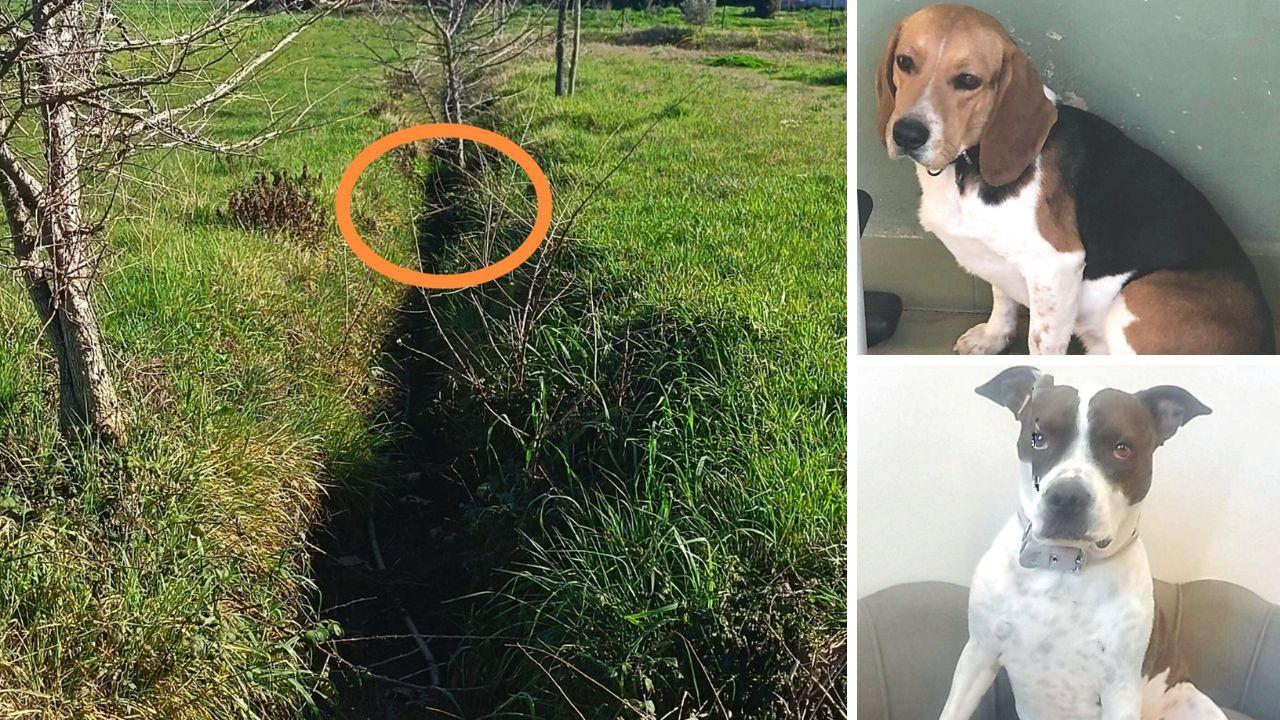 
	Il fossetto in cui &egrave; stato trascinato uno dei cani, a dx in alto Diva e sotto Toby

