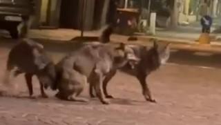 Tre lupi si azzuffano in centro storico a Maranello: la scena ripresa dalle telecamere