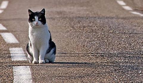 Prato, tenta di abbandonare il gatto e perde la patente per un anno