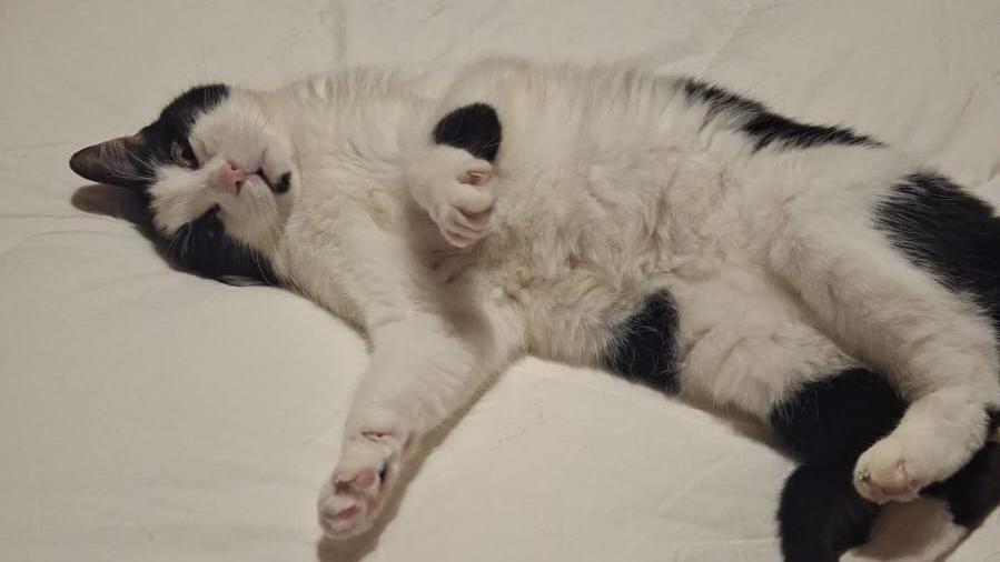 Vi ricordate la storia del gatto Miele? Ha trovato famiglia