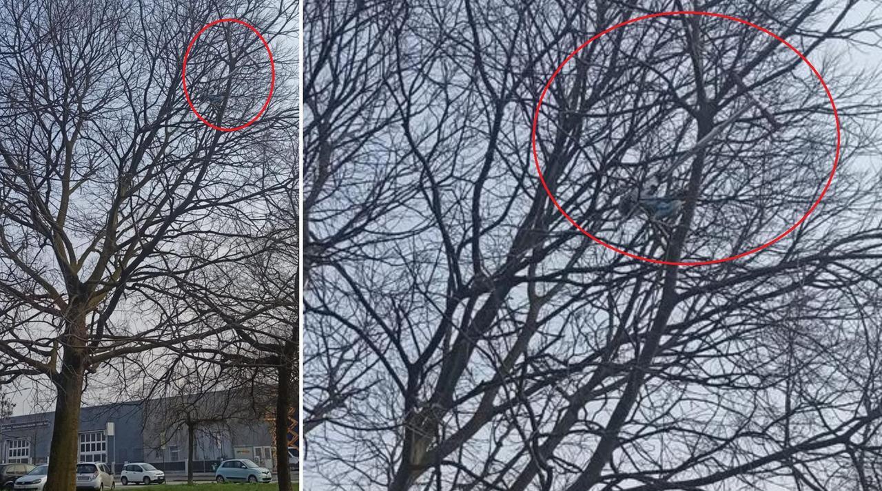 Un monopattino “volante” in via Fusco: il suo nido tra i rami dell’albero