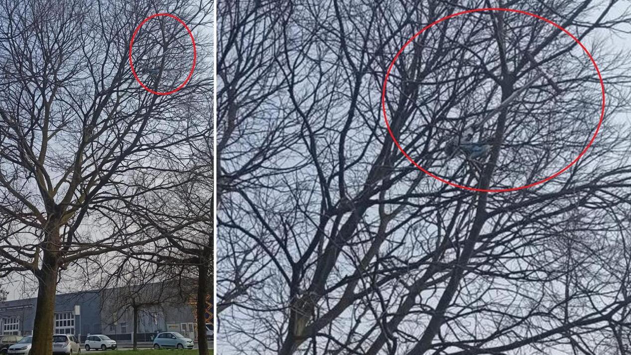 Il monopattino sull'albero in via Fusco