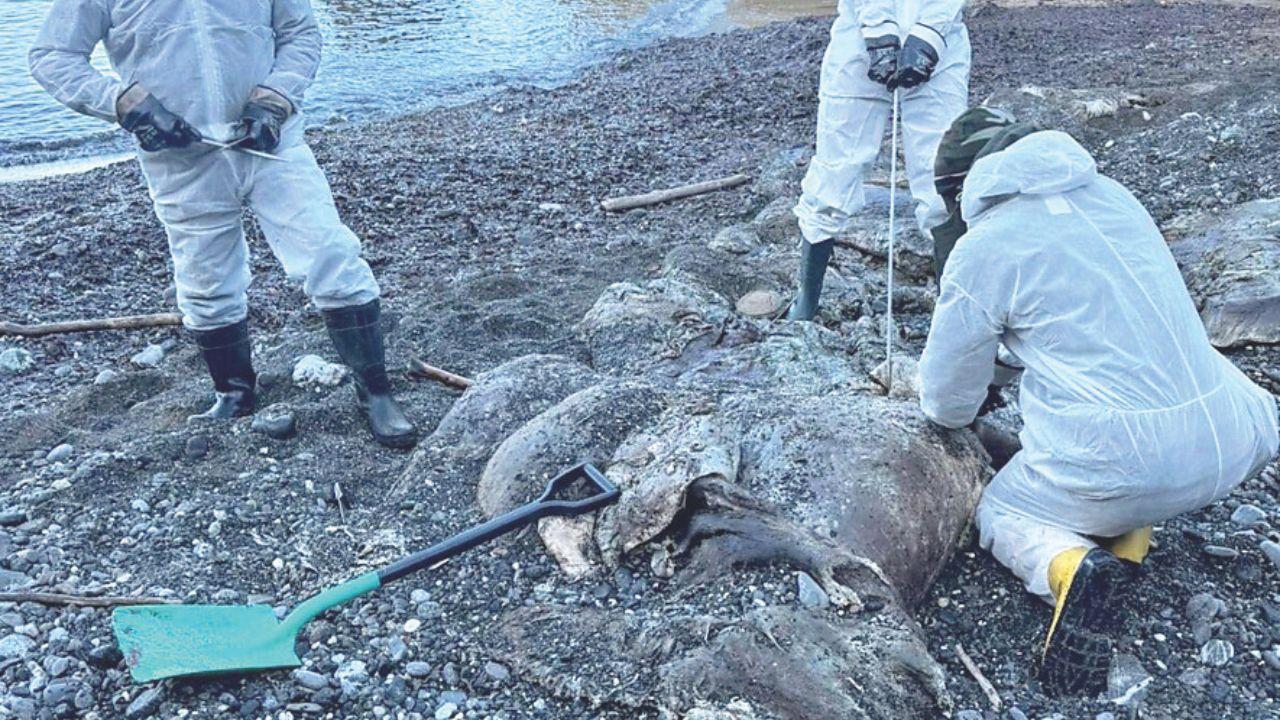 Il capodoglio spiaggiato a Santa Lucia