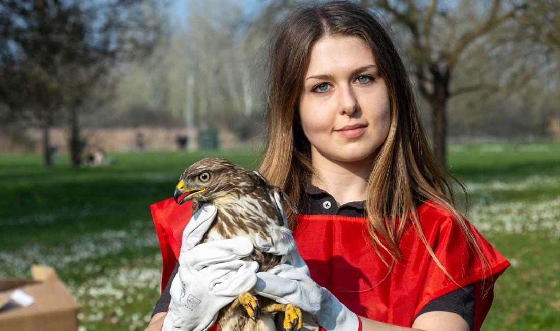 Ferrara, rinascita al parco: la poiana torna libera dopo le cure