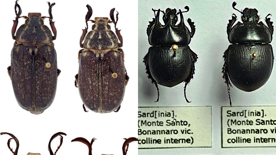 Straordinaria scoperta in Sardegna, individuati due nuovi coleotteri endemici – Ecco cosa sappiamo