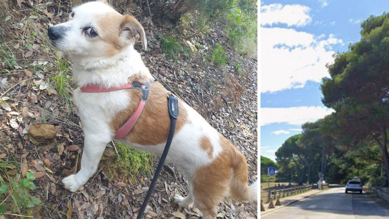 La cagnolina Nina, aggredita dai due pitbull e il luogo dell'aggressione 