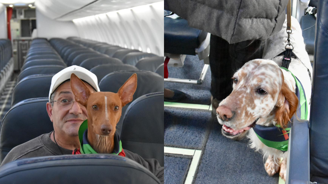 Cani fino a 30 chili a bordo dell’aereo con i proprietari, oggi il primo volo di Aeroitalia