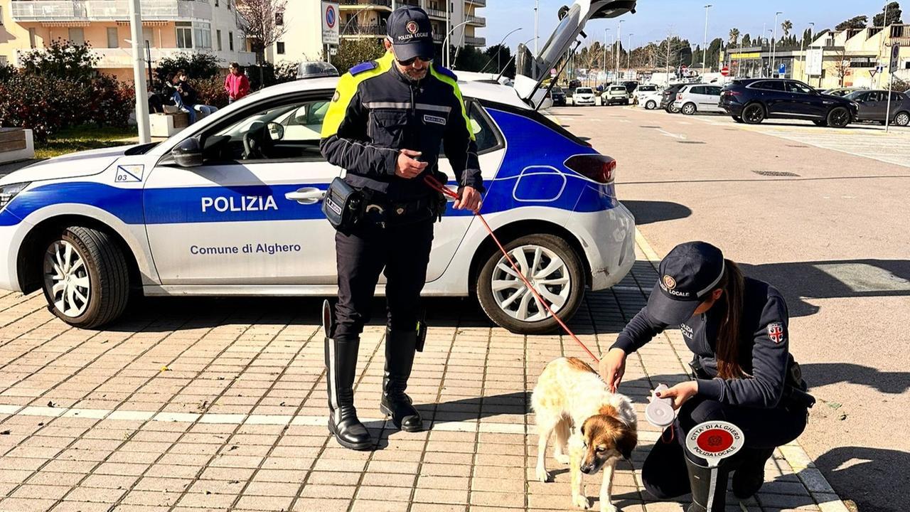 Alghero, cane fugge di casa e viene salvato dalla polizia locale
