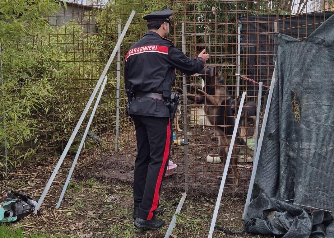 Cani maltrattati a Jolanda di Savoia, denunciata una coppia
