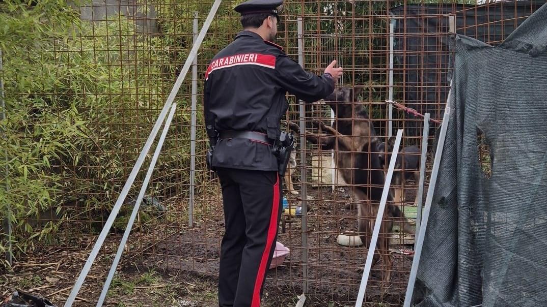 Cani maltrattati a Jolanda di Savoia, denunciata una coppia