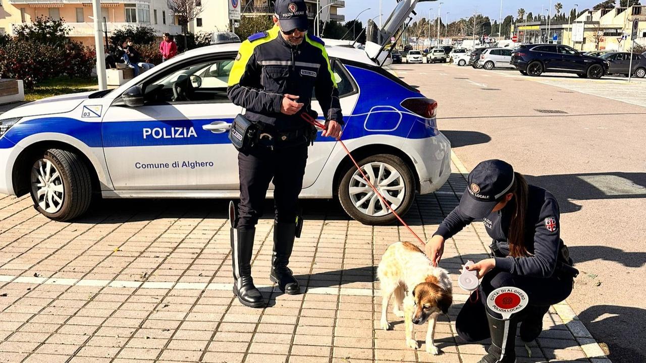 Alghero, fugge da casa e si perde: la strana storia del cane legato a un palo