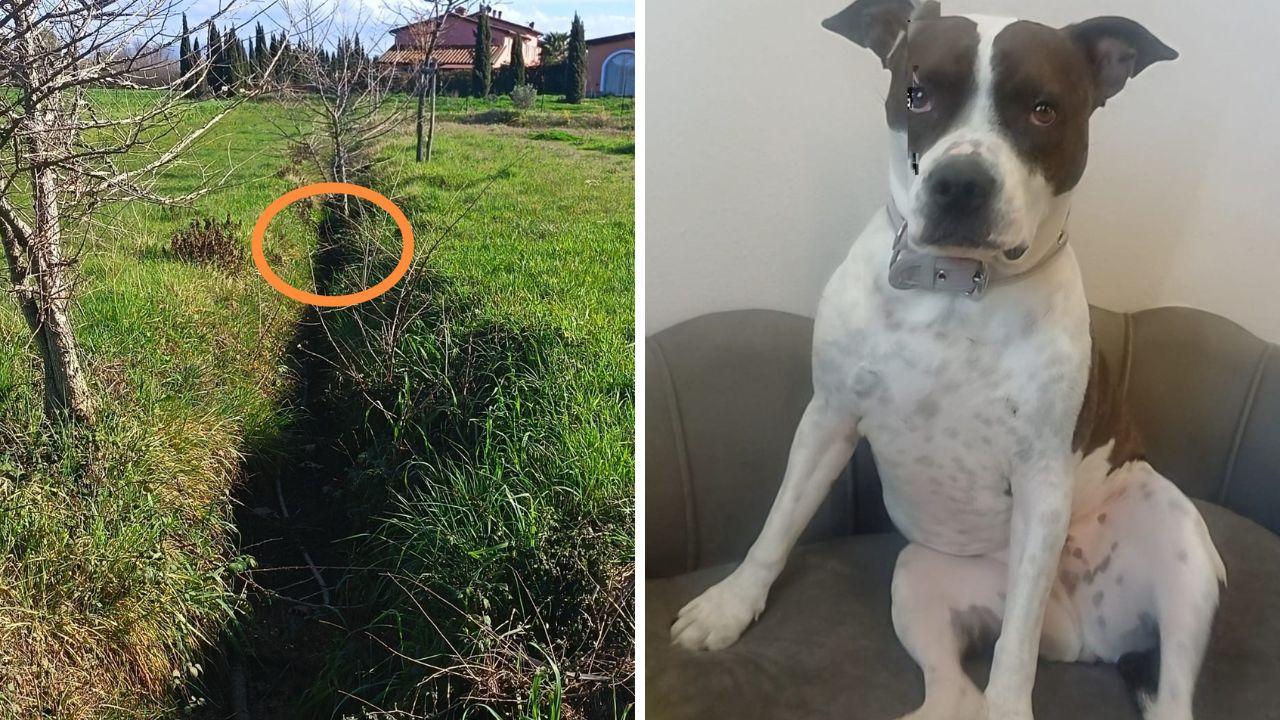 Il cane Diva e il luogo dell’aggressione