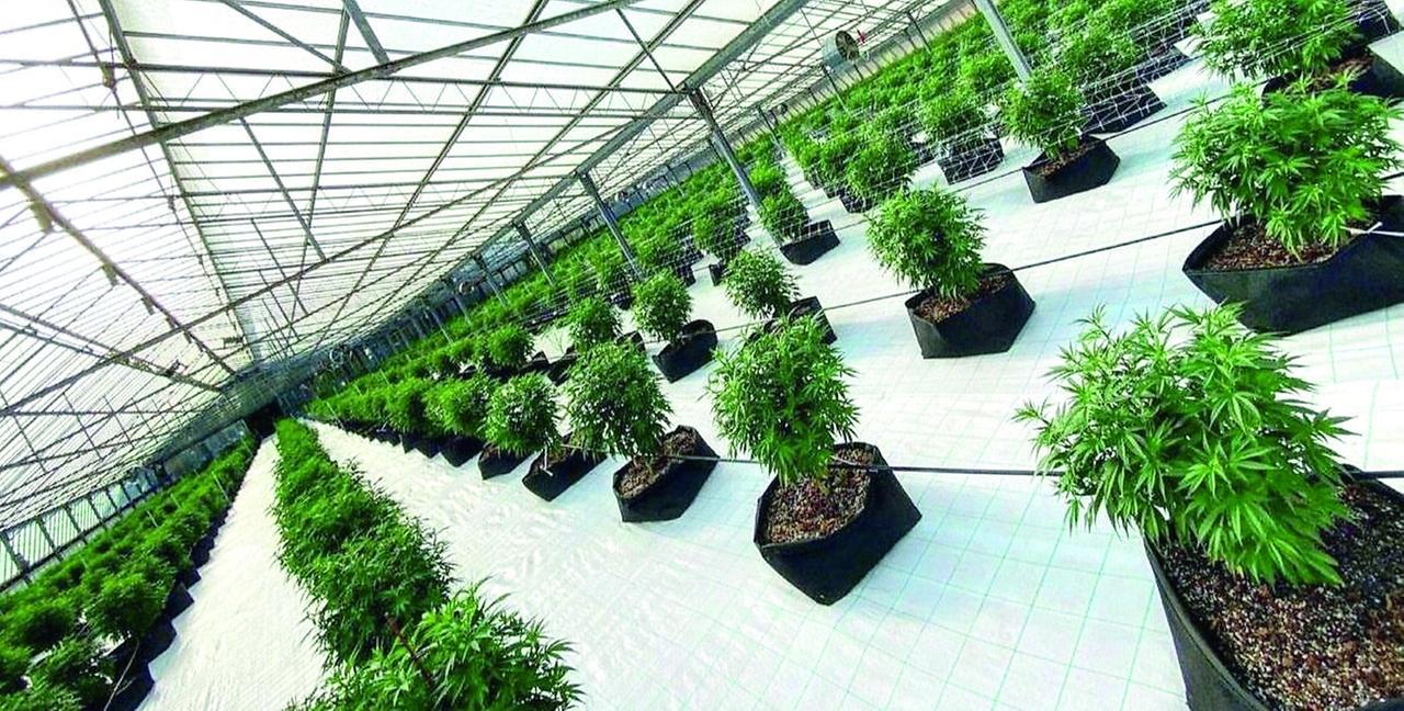 Cannabis light in una capannone a Predda Niedda, dal gup quattro rinvii a giudizio – Il racconto dell’inchiesta