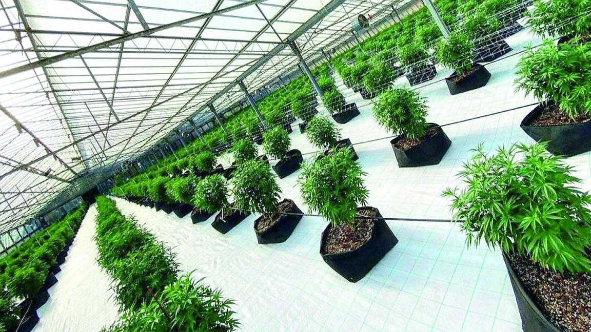 Cannabis light in una capannone a Predda Niedda, dal gup quattro rinvii a giudizio – Il racconto dell’inchiesta