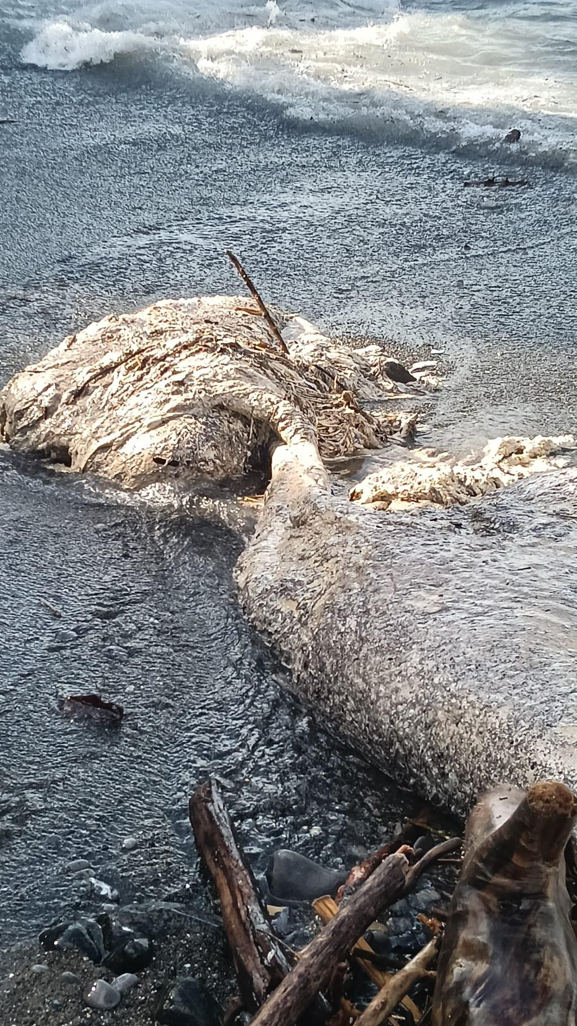 Rimozione del Capodoglio, chiusa la Vecchia Variante: gli orari