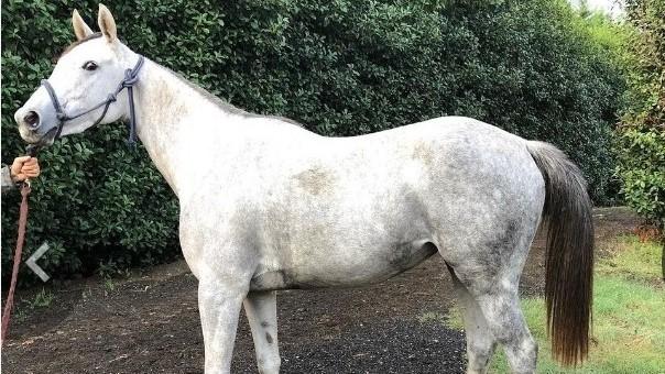 Uno dei cavalli morti sulla nave 