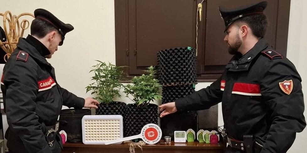 Portomaggiore, coltivava marijuana in casa: denunciato 45enne