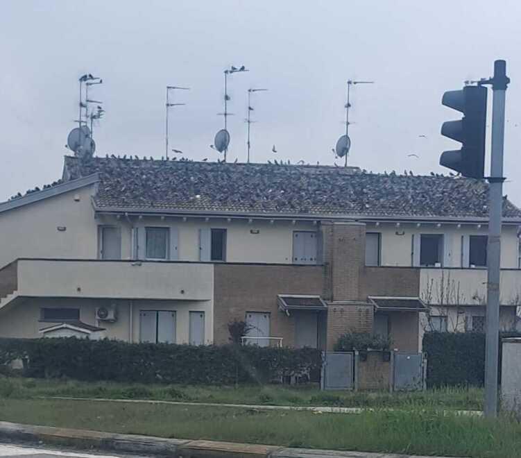 Armi contro i piccioni a Vigarano Mainarda: tutte le ragioni dei due fronti opposti