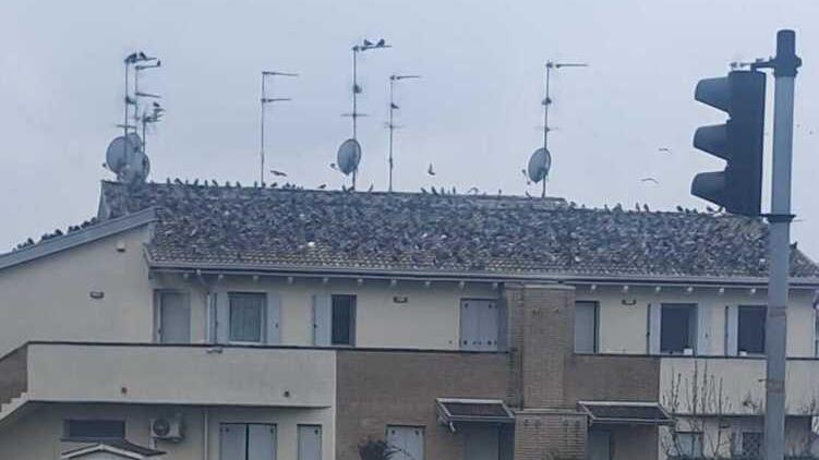 Armi contro i piccioni a Vigarano Mainarda: tutte le ragioni dei due fronti opposti