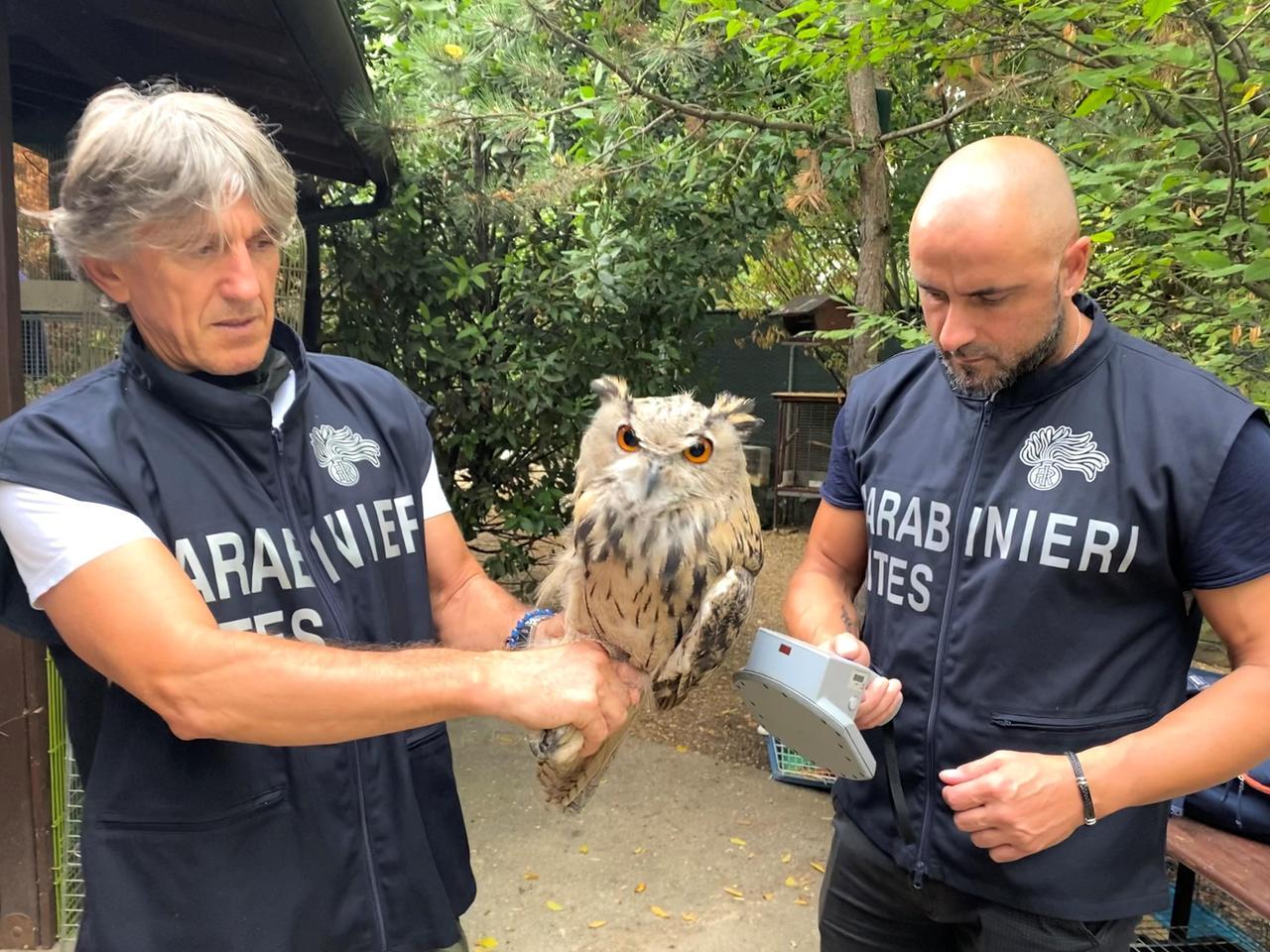 Ambiente e fauna, nel 2025 oltre 6mila controlli dei Carabinieri forestali: 150 reati e 80 denunce