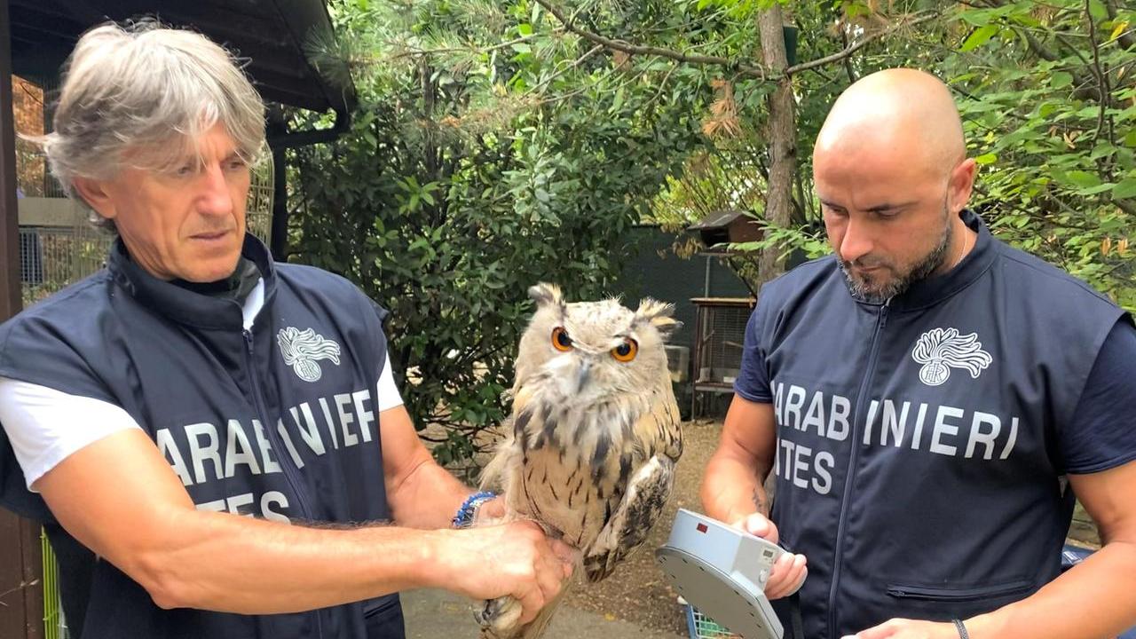 Ambiente e fauna, nel 2025 oltre 6mila controlli dei Carabinieri forestali: 150 reati e 80 denunce