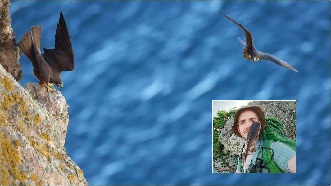 I falchi della regina di Carloforte stregano la giuria del contest “Vita sopra e sotto il mare”: vince un fotografo sardo – ecco chi è