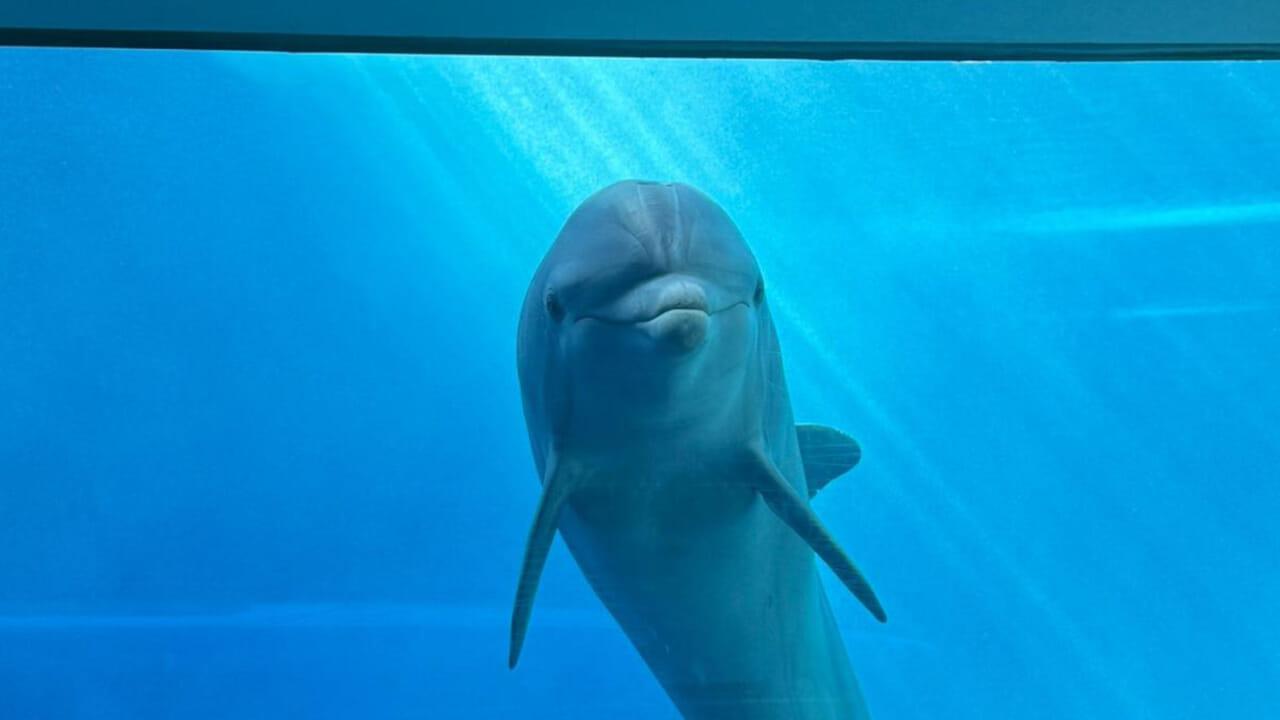 Morto il delfino Luna all’Acquario di Genova, aveva giocato con migliaia di bambini