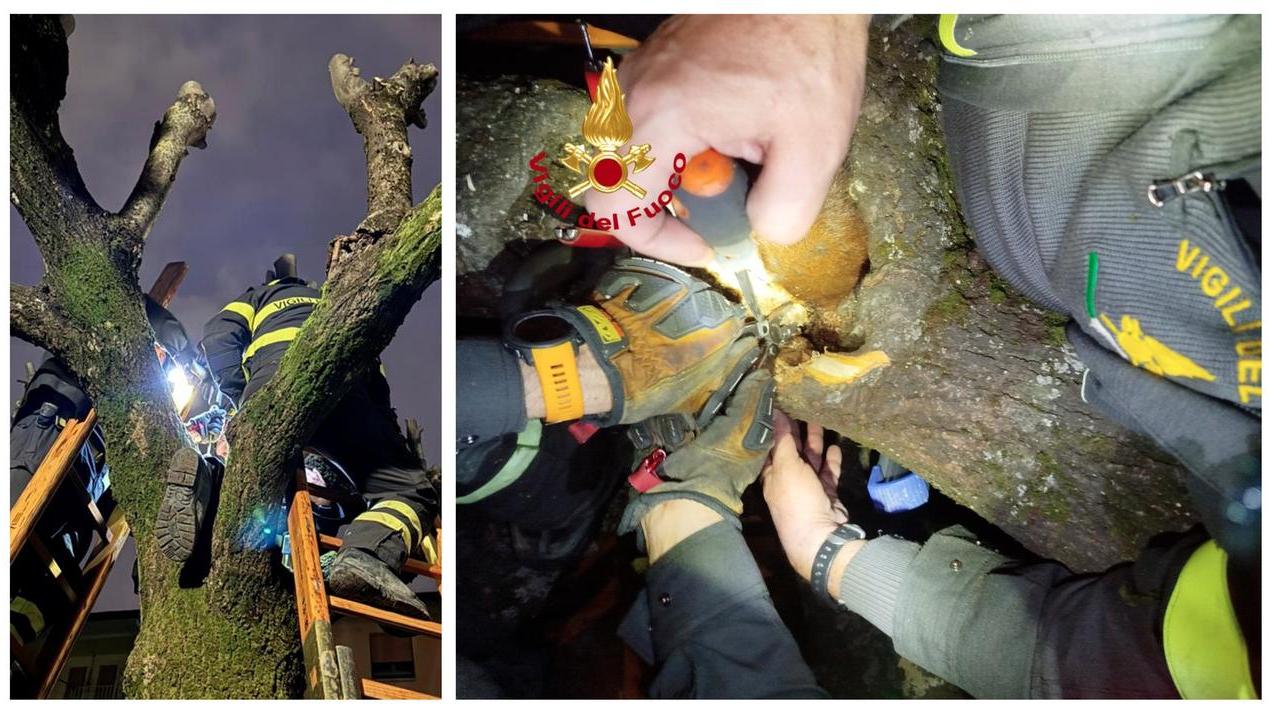 Firenze, scoiattolo incastrato nel tronco salvato dai vigili del fuoco
