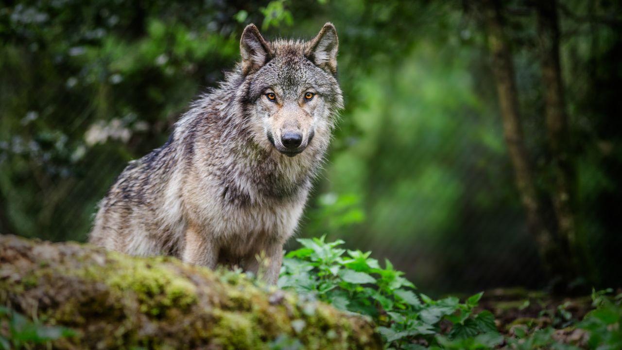 
	(foto di repertorio)

