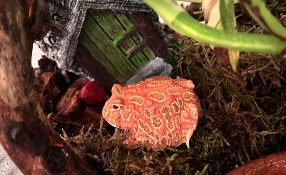 Il boa, la rana Wanna, Gary la chiocciola. Così a casa di Alice si fa il giro del mondo<br type="_moz" />
