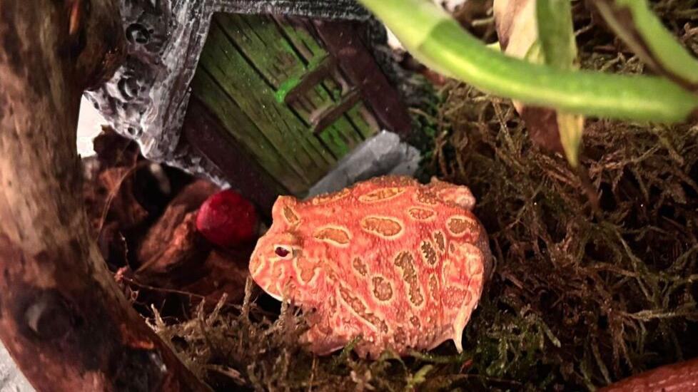 Il boa, la rana Wanna, Gary la chiocciola. Così a casa di Alice si fa il giro del mondo<br type="_moz" />