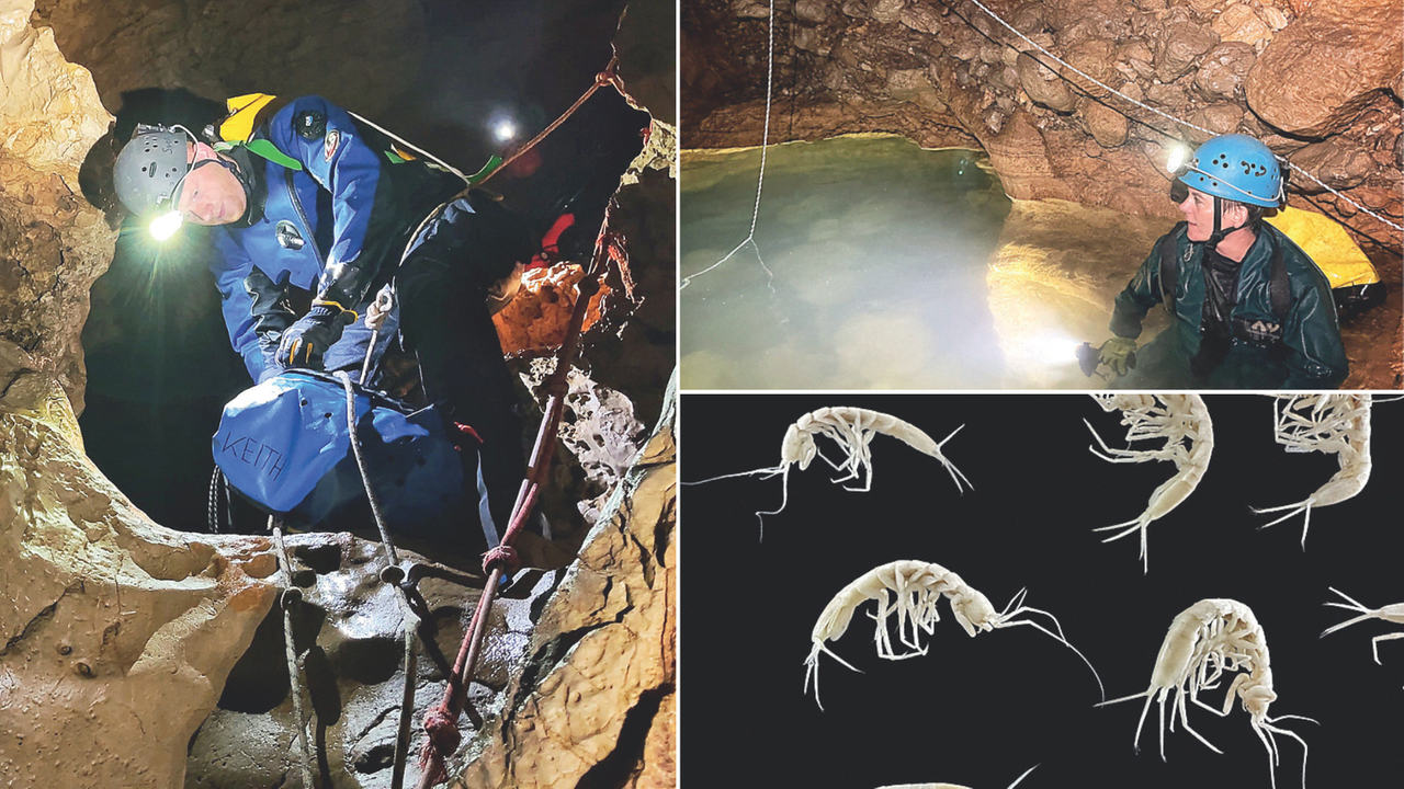 L’incredibile scoperta nelle cavità del Montalbo, individuate nuove specie di gamberetti risalenti a 20 milioni di anni fa