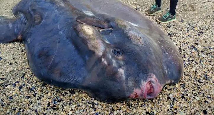 Pesce luna trovato morto a Marina di Ravenna