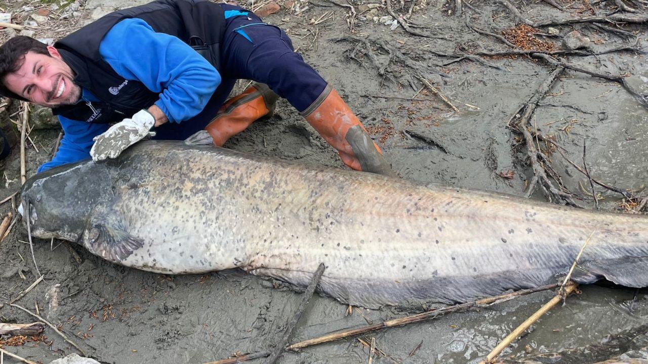 Dall’Arno spunta un maxi pesce siluro: la “cattura” di Marco in provincia di Pisa