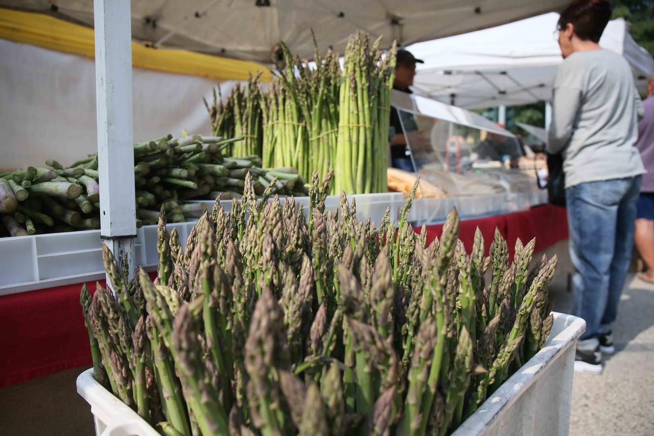Asparago, via alla raccolta: ecco cosa dice il regolamento