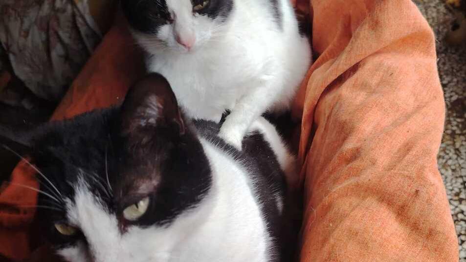 Alcuni dei gatti che erano stati accolti nella casa del cittadino, venuto a mancare di recente