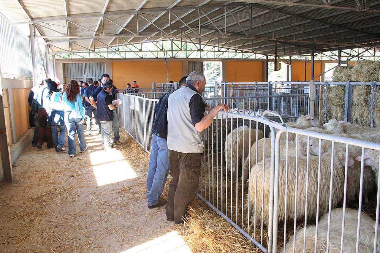 Il pasticcio della Mostra degli ovini: il Comune mette i soldi mai arrivati