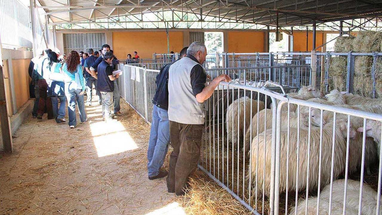 Il pasticcio della Mostra degli ovini: il Comune mette i soldi mai arrivati